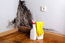 Best Mold Damage Restoration  in Briarcliff Manor, NY